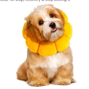 Homby Flower after surgery collar